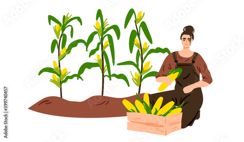 Female farmer picking corn isolated on white vector illustration. Local season food design element. Character harvesting crops in cartoon style.