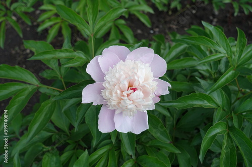 Pale pink flower of common peony in May