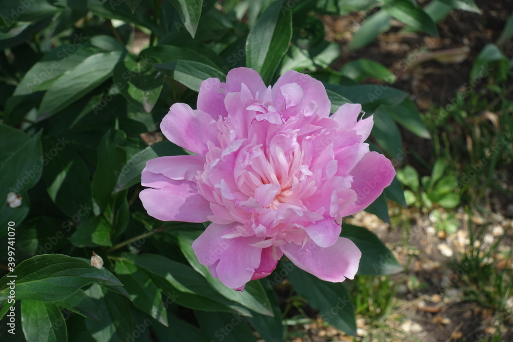 Semi double pink flower of common peony in May Semi double pink flower of common peony in May