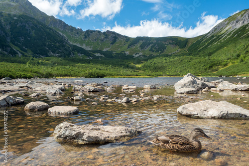 Wandering thru Belianske Tatry in High Tatras photo