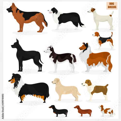 Set of dogs of different breeds. Pets. Vector set.