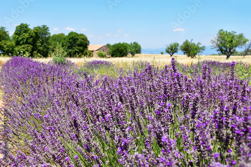 Landscape of Provence on a sultry summer day. Photo taken near Valensole village, Provence, France