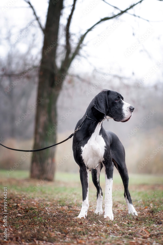 Black and white great dane in autumn forest