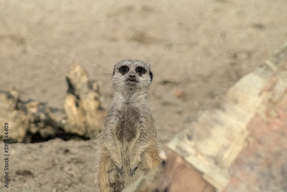 Fototapeta premium meerkat looking into camera