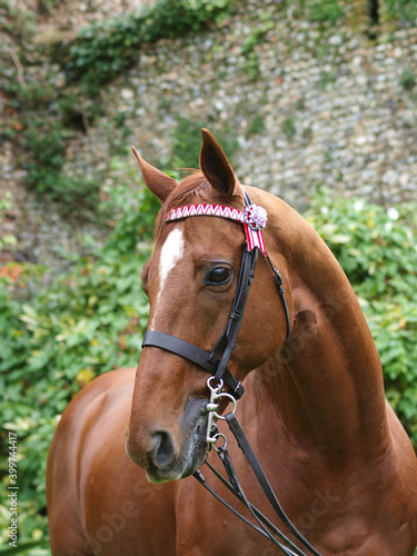 Ex Racehorse Headshot © Nigel Baker