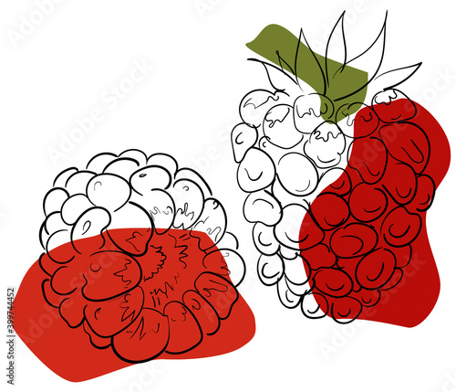 Hand drawn ripe raspberry with red and green color palette