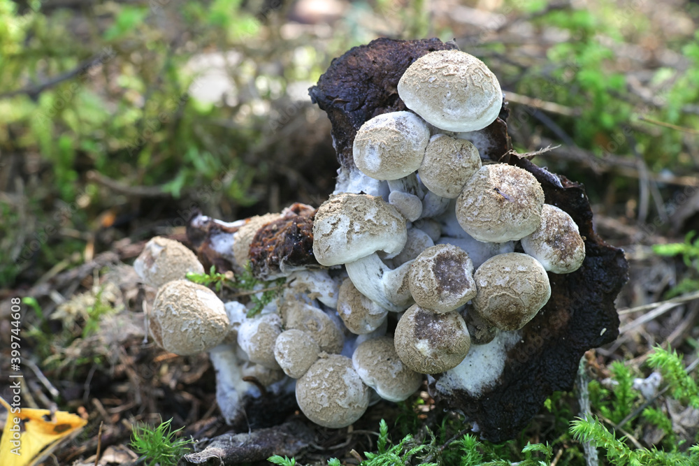 Fototapeta premium Asterophora lycoperdoides, powdery piggyback or powder back, wild parasitic fungus growing on blackening brittlegill mushroom in Finland