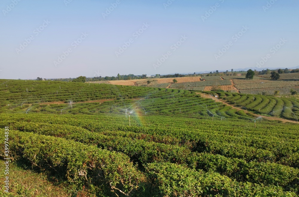 Landscape of tea field with sky view
