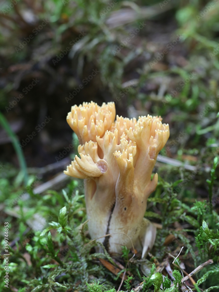 Ramaria eosanguinea (Ramaria flava), known as pale-yellow clavaria, a wild coral fungus from Finland Ramaria eosanguinea (Ramaria flava), known as pale-yellow clavaria, a wild coral fungus from Finland