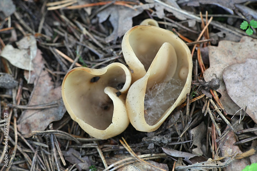 Otidea alutacea, a cup fungus from Finland with no common english name photo