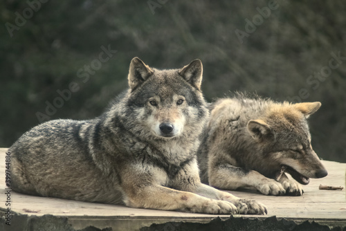 two euasian wolves relaxing photo