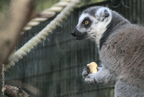 Fototapeta Naklejka Na Ścianę i Meble -  Ring tailed lemur eating looking left