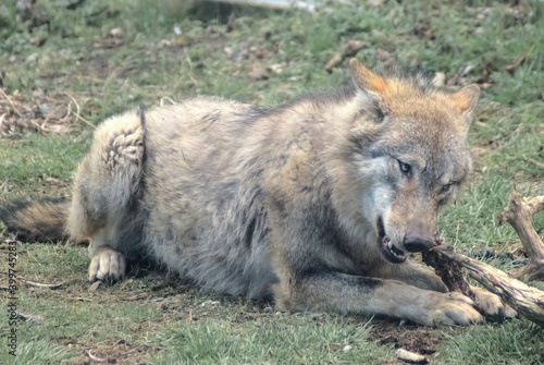 Eurasian wolf lying down gnawing on bone