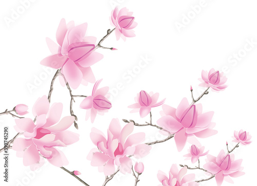 Flowers and branches of magnolia on a white background. Illustration. © iuliiawhite
