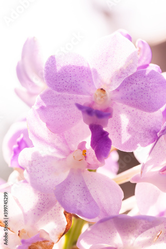 Beautiful violet orchids in garden ,hi key.