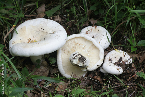Lactarius bertillonii, fleecy milk-cap, wild mushroom from Finland