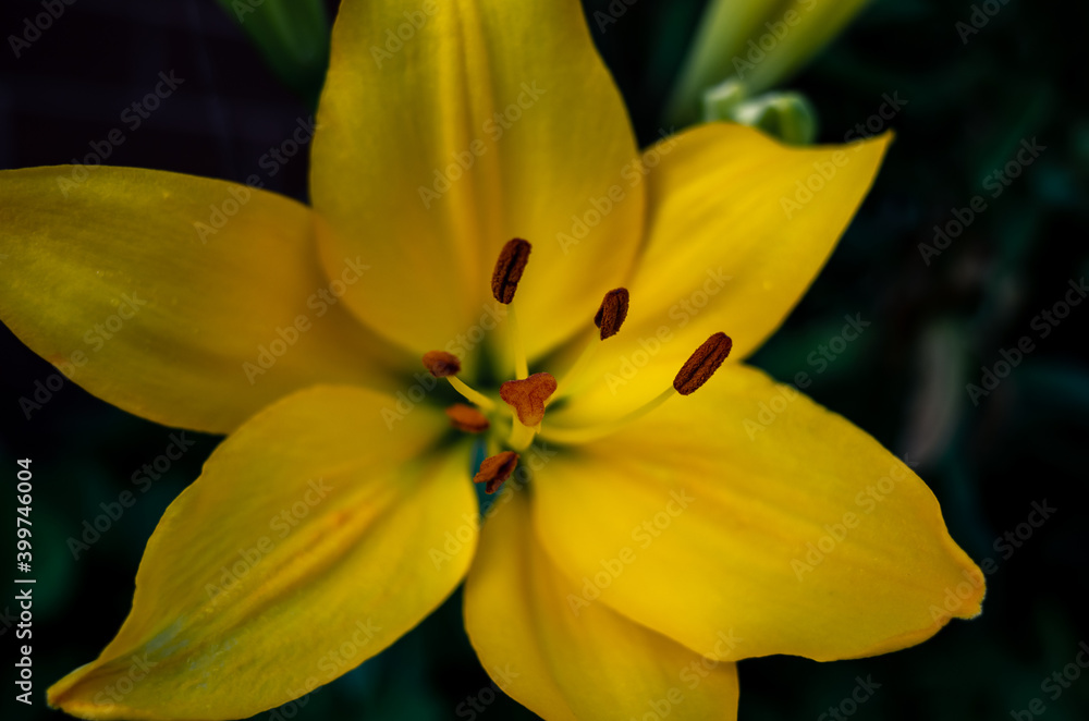 Yellow lily flowre