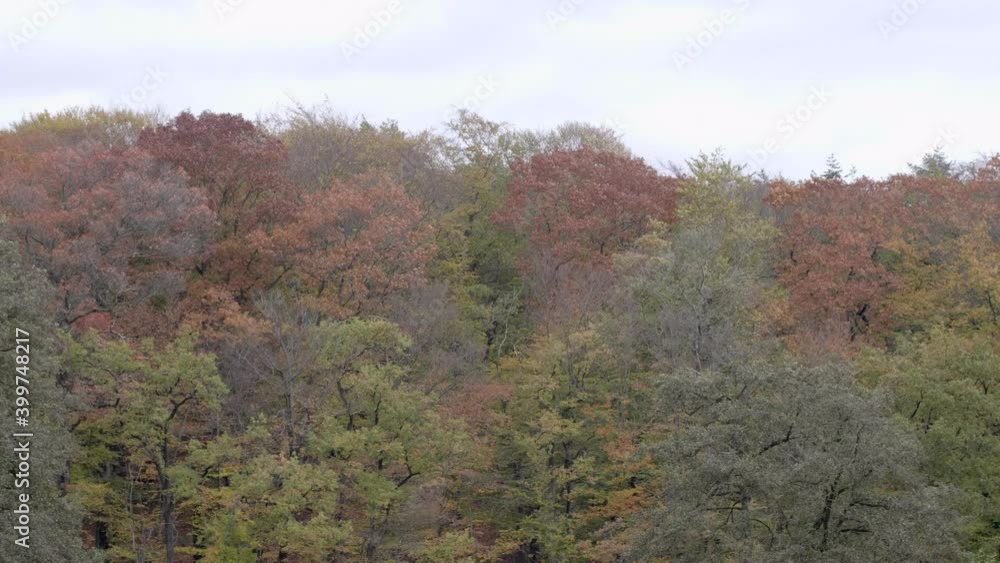 Colorful trees in autumn. Panning 4K Colorful trees in autumn. Panning 4K