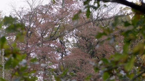 Wallpaper Mural Colorful leaves of tree in autumn season with frame of leaves. Panning 4K Torontodigital.ca