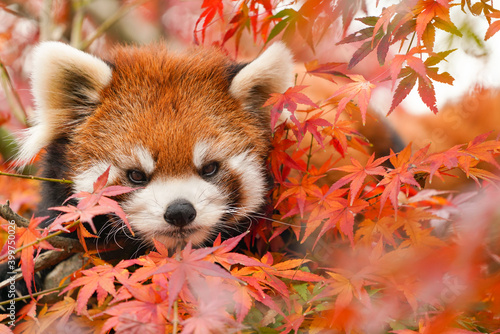 Fotografie red panda in the autumn forest