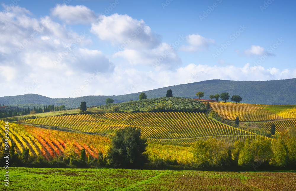 Vineyards panorama and trees in Castellina in Chianti, Tuscany, Italy