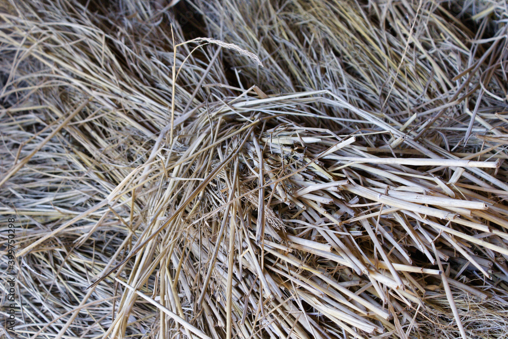 乾燥した稲藁
