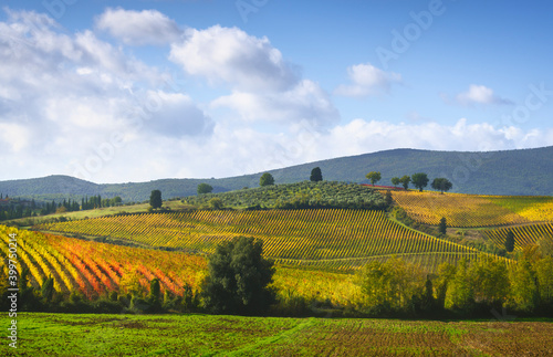 Vineyards panorama and trees in Castellina in Chianti, Tuscany, Italy © stevanzz