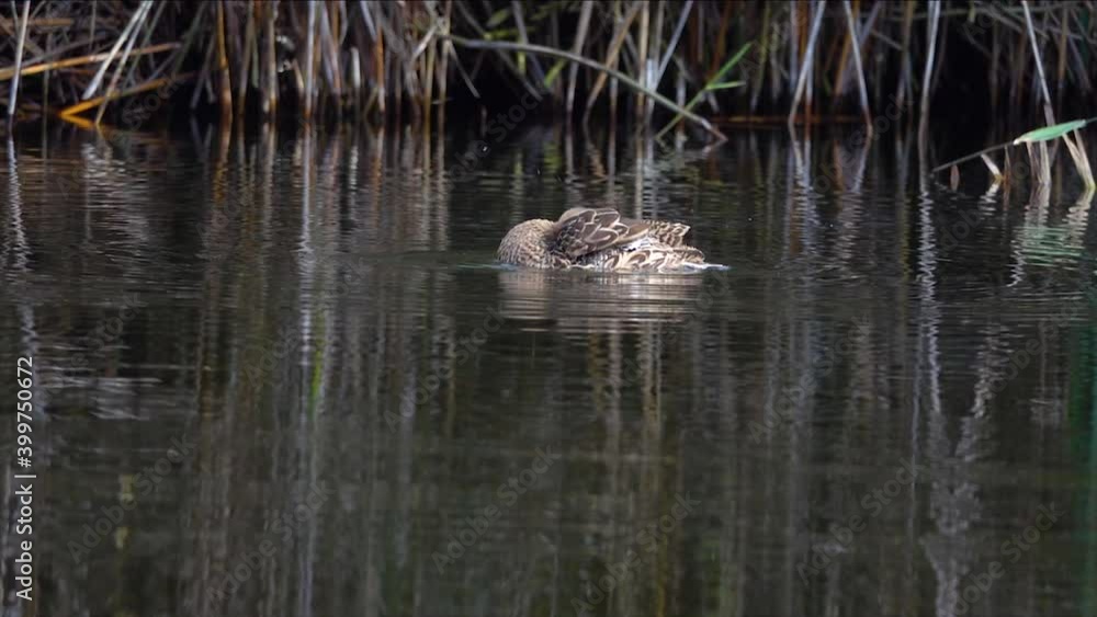 Duck (Anas platyrhynchos) cleaning feathers and floating on water Duck (Anas platyrhynchos) cleaning feathers and floating on water
