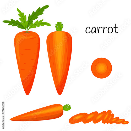 Raw carrots with tops. Whole, slices and half in cross section. Vegetable, root vegetable, ingredient, food packaging design element, recipes, menu.Isolated on white vector illustration in flat style.