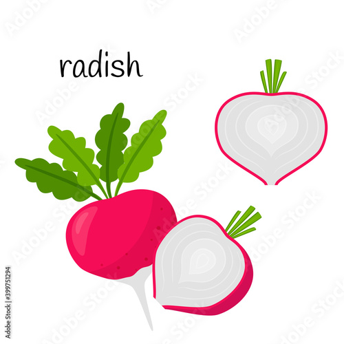 Raw radish with tops. Whole and half in cross section. Vegetable, root vegetable, ingredient, food packaging design element, recipes, menu. Isolated on white vector illustration in flat style.