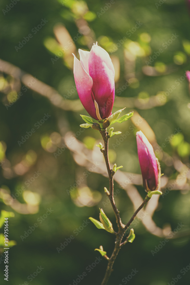 Fototapeta premium Magnolia flower bud