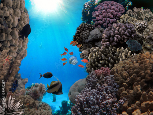 Coral Reef Scene with Tropical Fish in sunlight.