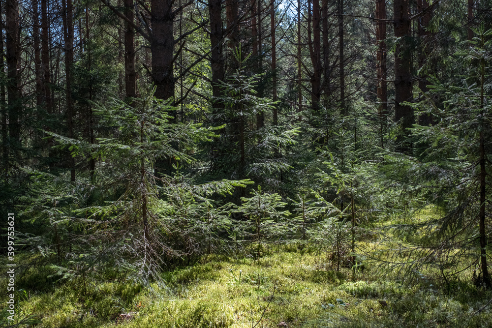 Obraz premium young tree in a dense spruce forest. sunny summer day