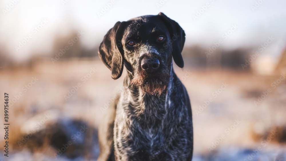 great dane dog