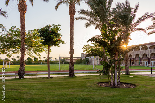 Soccer football field at sunset with palm trees in Egypt.