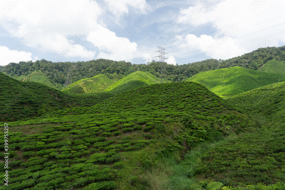 Overview of the Cameron Highlands tea plantations in Malaysia. This beautiful hills are covered by green tea plantations. It is one of the main tourist attractions in Malaysia. Overview of the Cameron Highlands tea plantations in Malaysia. This beautiful hills are covered by green tea plantations. It is one of the main tourist attractions in Malaysia.