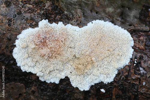 Phlebia rufa, also called Merulius rufus, a crust fungus from Finland with no common english name photo
