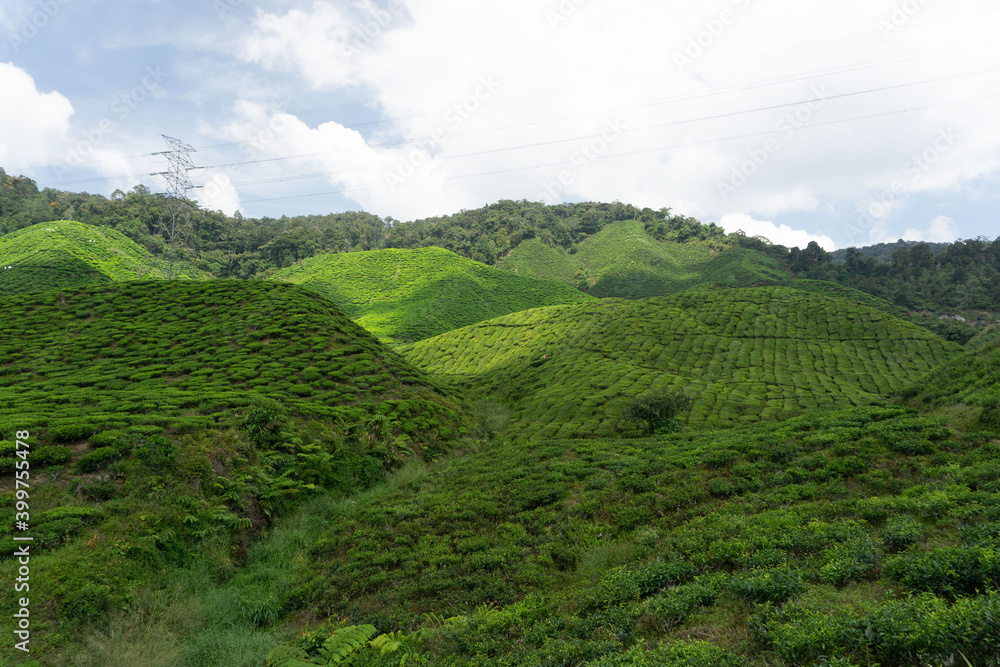 Overview of the Cameron Highlands tea plantations in Malaysia. This beautiful hills are covered by green tea plantations. It is one of the main tourist attractions in Malaysia.