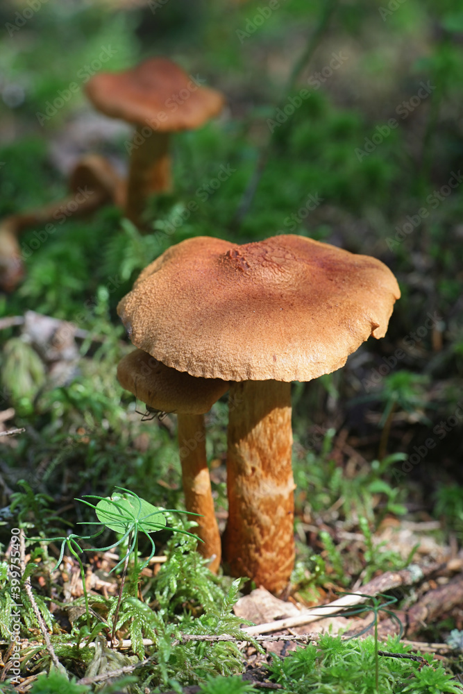 Cortinarius rubellus, known as the deadly webcap, wild poisonous mushroom from Finland Cortinarius rubellus, known as the deadly webcap, wild poisonous mushroom from Finland