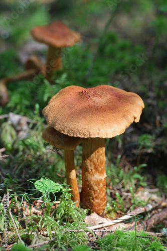 Cortinarius rubellus, known as the deadly webcap, wild poisonous mushroom from Finland