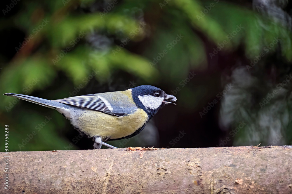 Obraz premium Kohlmeise ( Parus major ).