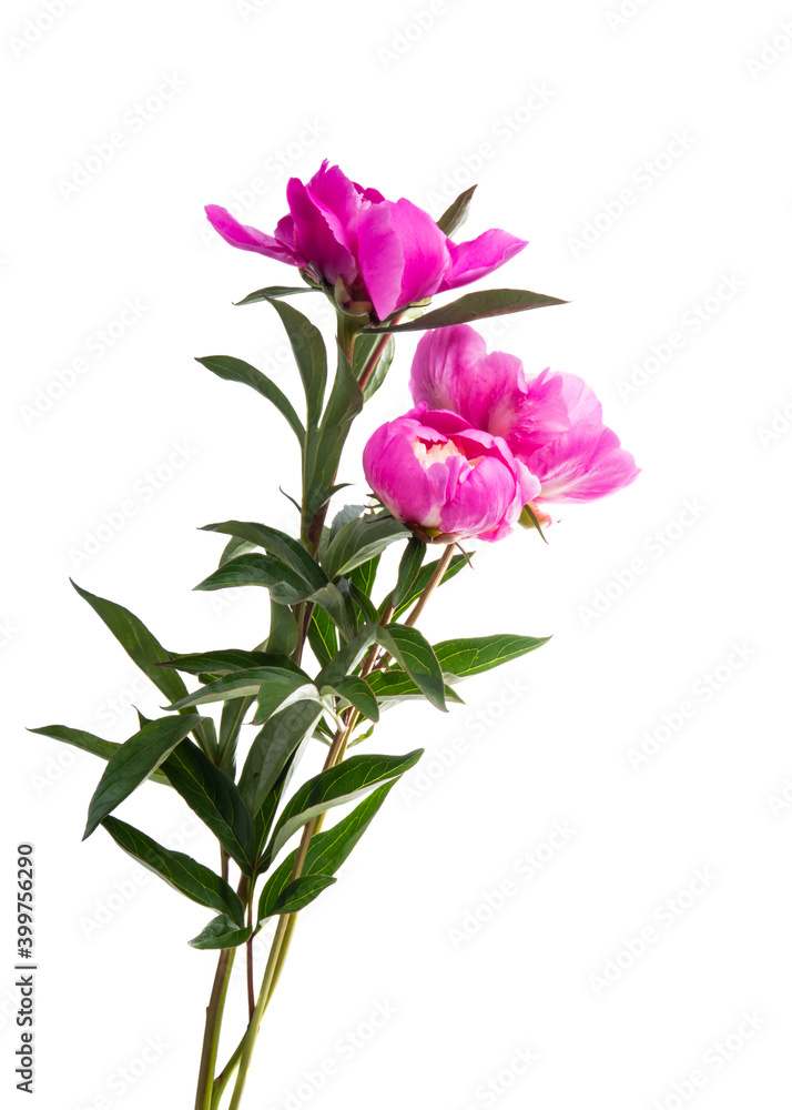 peony flower isolated peony flower isolated