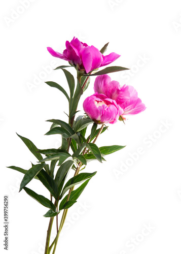 peony flower isolated