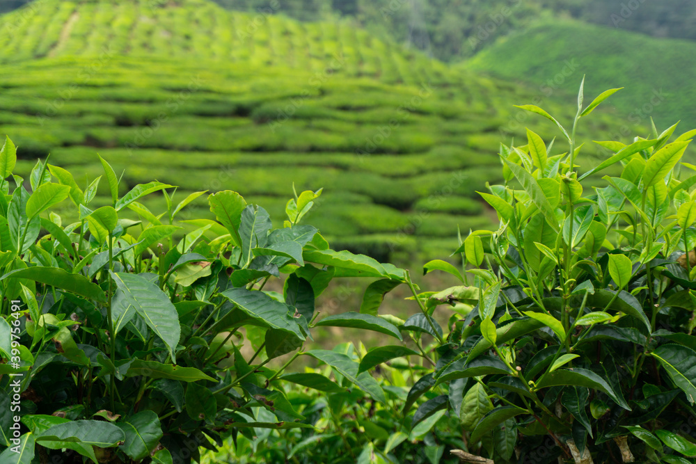Tea plants at the Cameron Highlands in Malaysia. This is one of the busiest tourist spots in the country. Many travellers come to hike and see the beautiful green hills in the area. Tea plants at the Cameron Highlands in Malaysia. This is one of the busiest tourist spots in the country. Many travellers come to hike and see the beautiful green hills in the area.