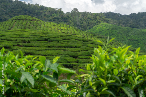 Tea plants at the Cameron Highlands in Malaysia. This is one of the busiest tourist spots in the country. Many travellers come to hike and see the beautiful green hills in the area.