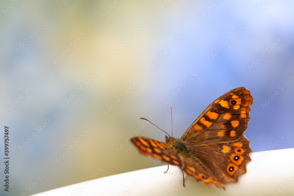 Obraz premium Mariposa posada