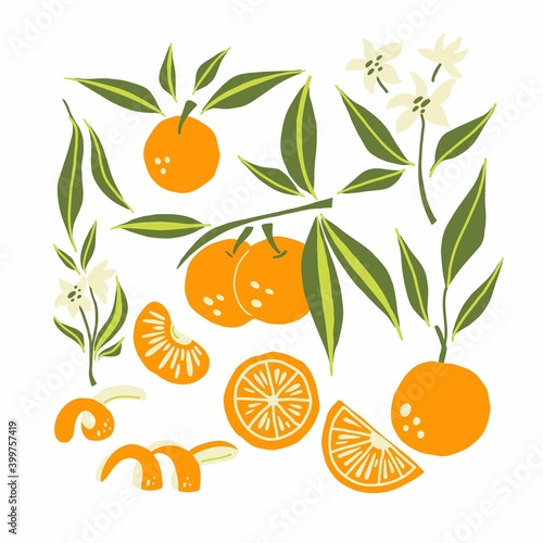 Mandarin set. Exotic tropical orange citrus fresh fruit, whole juicy tangerine with green leaves and flowers, slice and orange peel, vector cartoon minimalistic style isolated illustration