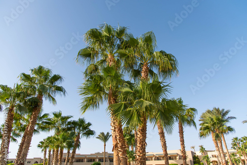 Green palm tree on blue sky background © MartaKlos