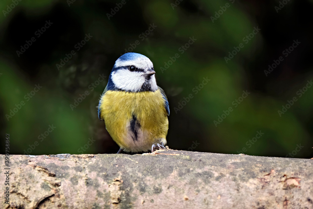 Fototapeta premium Blaumeise ( Cyanistes caeruleus ).
