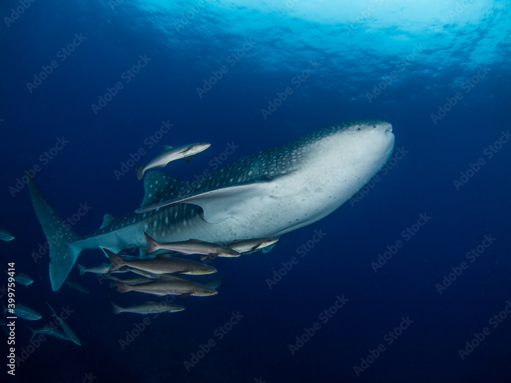 Fototapeta premium Juvenile whale shark with cobias (Koh Bon, Similan, Thailand)